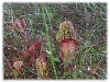 Pitcher Plant