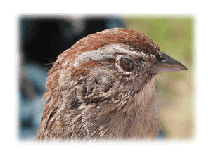 Rufous-crowned Sparrow