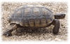 Desert Tortoise